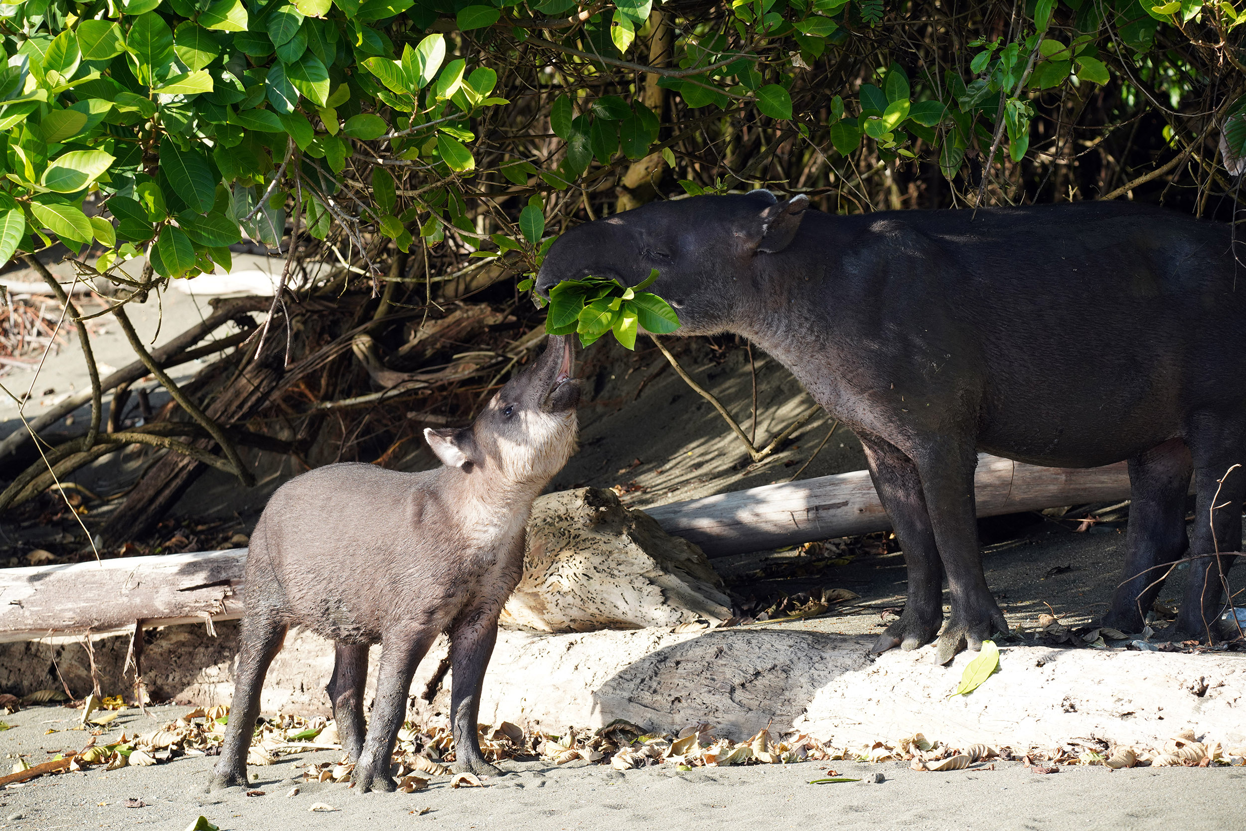 Costa Rica - Février 2025